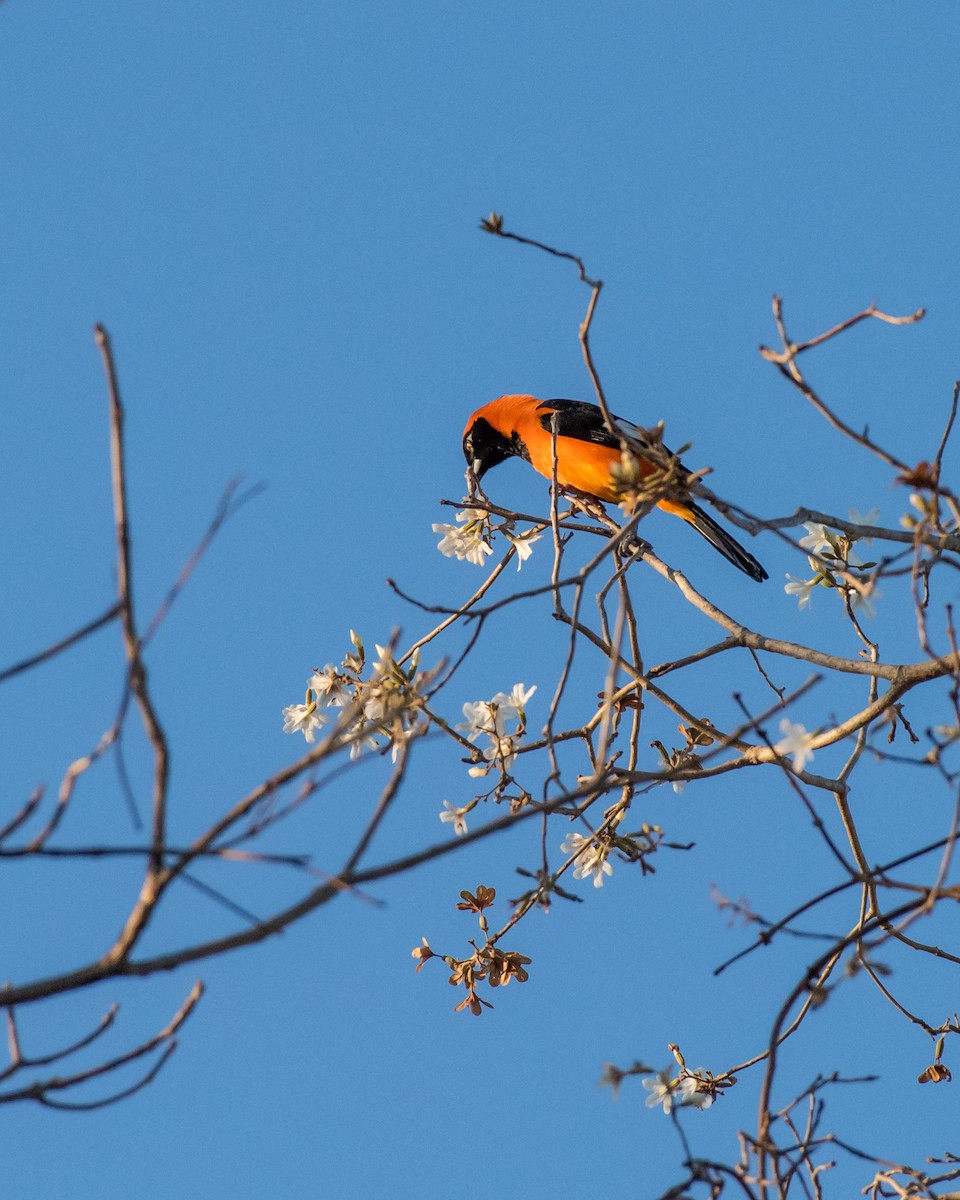 Orange-backed Troupial - Hank Davis