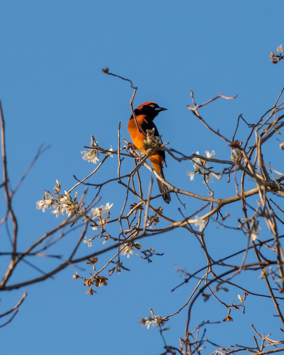 Orange-backed Troupial - Hank Davis