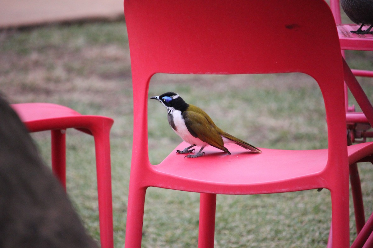 Blue-faced Honeyeater - Darron Gedge