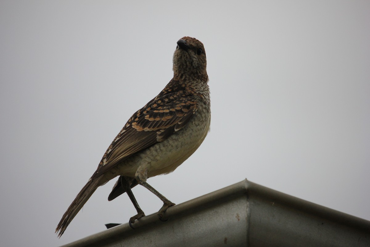 Spotted Bowerbird - Darron Gedge