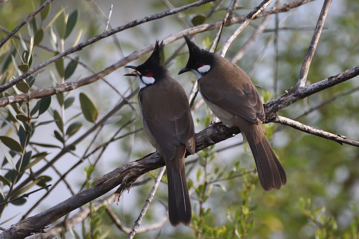 Red-whiskered Bulbul - Anthony Katon