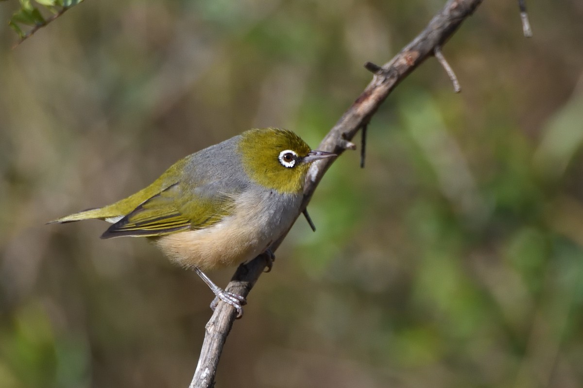 Silvereye - ML354139741