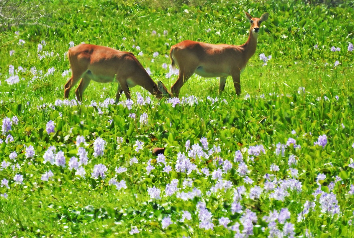 アフリカレンカク - ML354140331