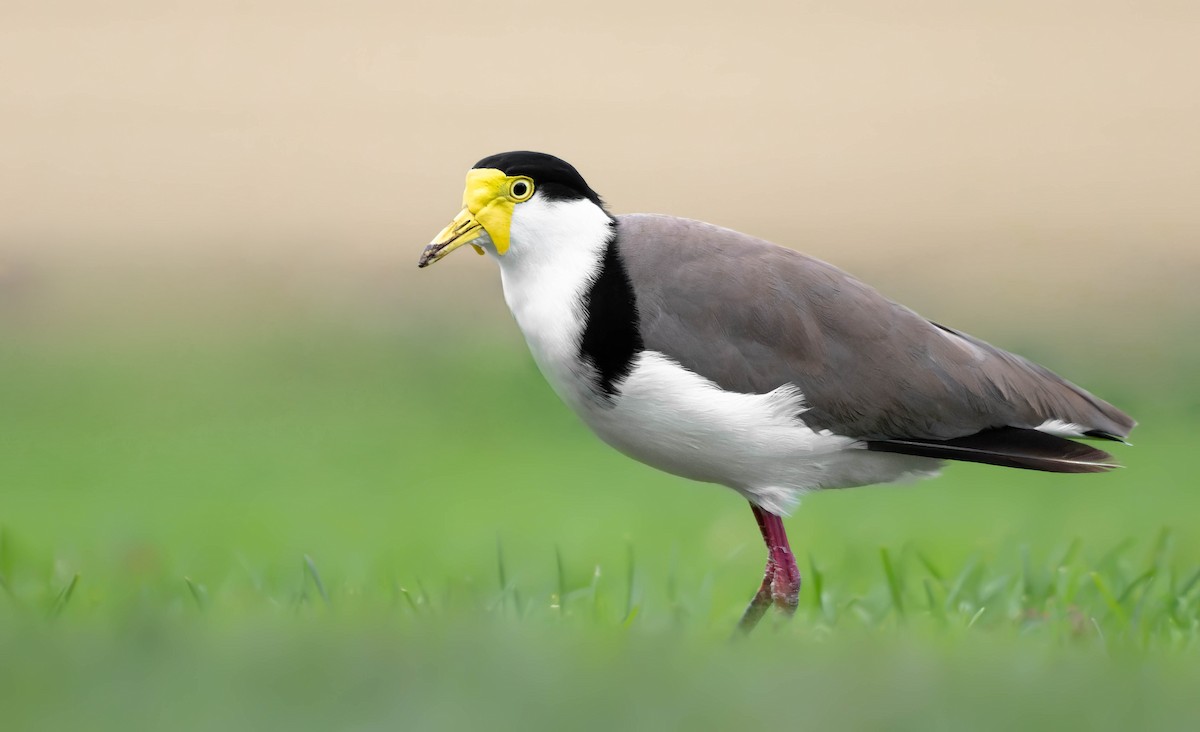 Masked Lapwing (Black-shouldered) - ML354140351