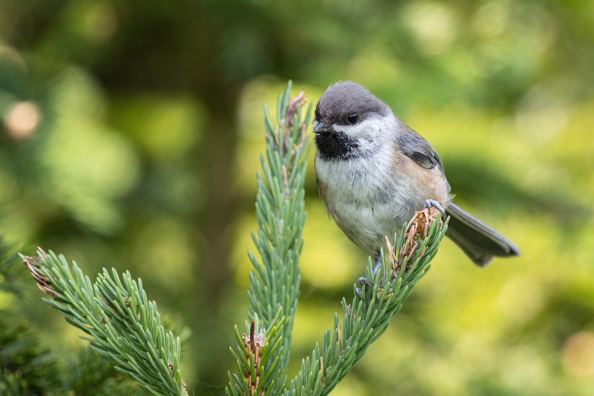 Mésange à tête brune - ML354142161