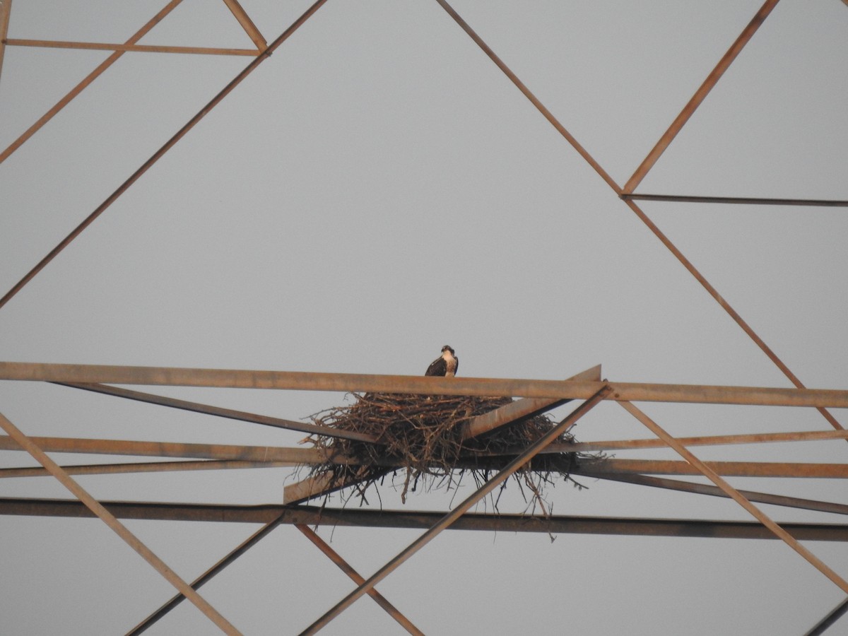 Osprey - ML354144011