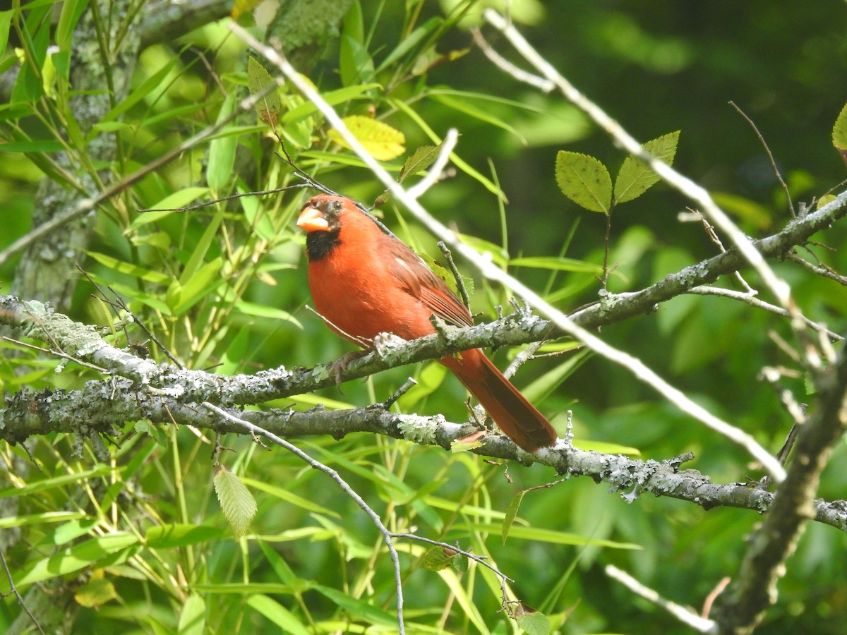 Northern Cardinal - ML354144021