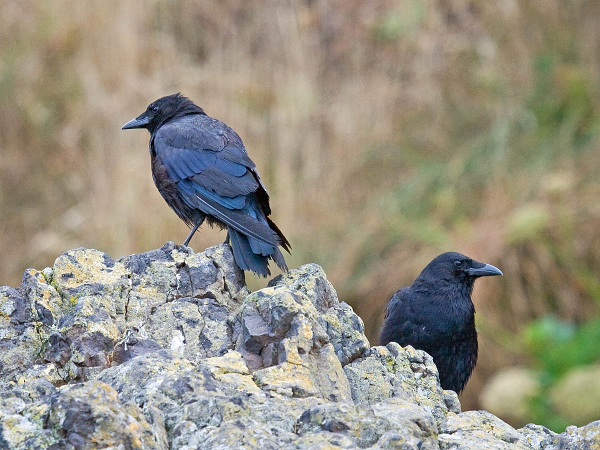 American Crow - ML35414541