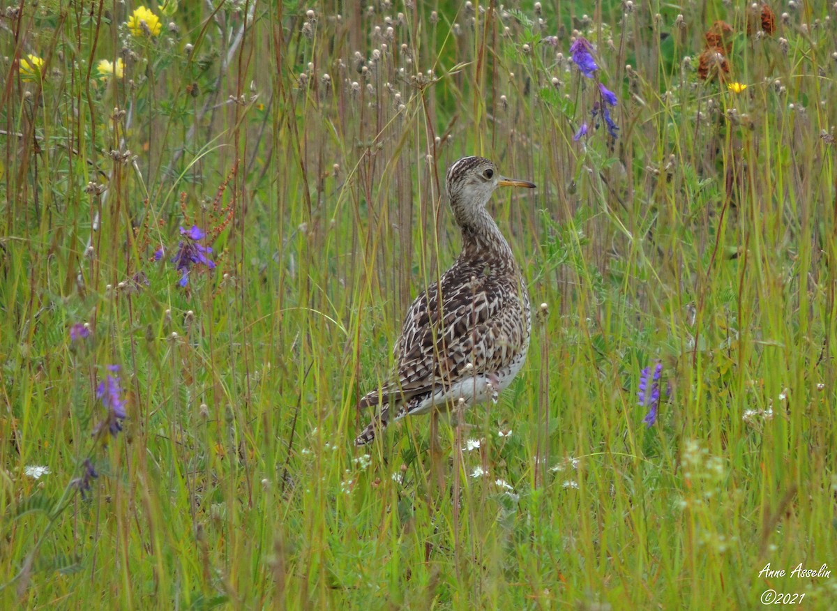 Upland Sandpiper - ML354145561