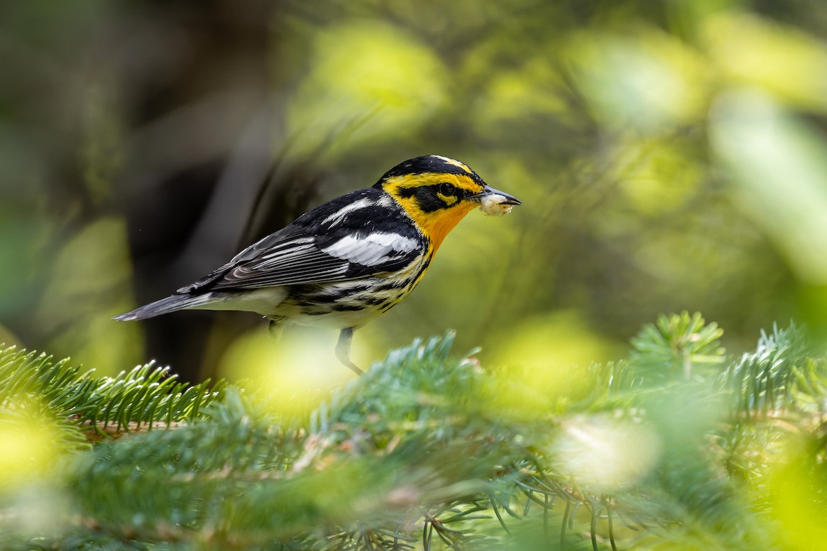 Blackburnian Warbler - ML354145881