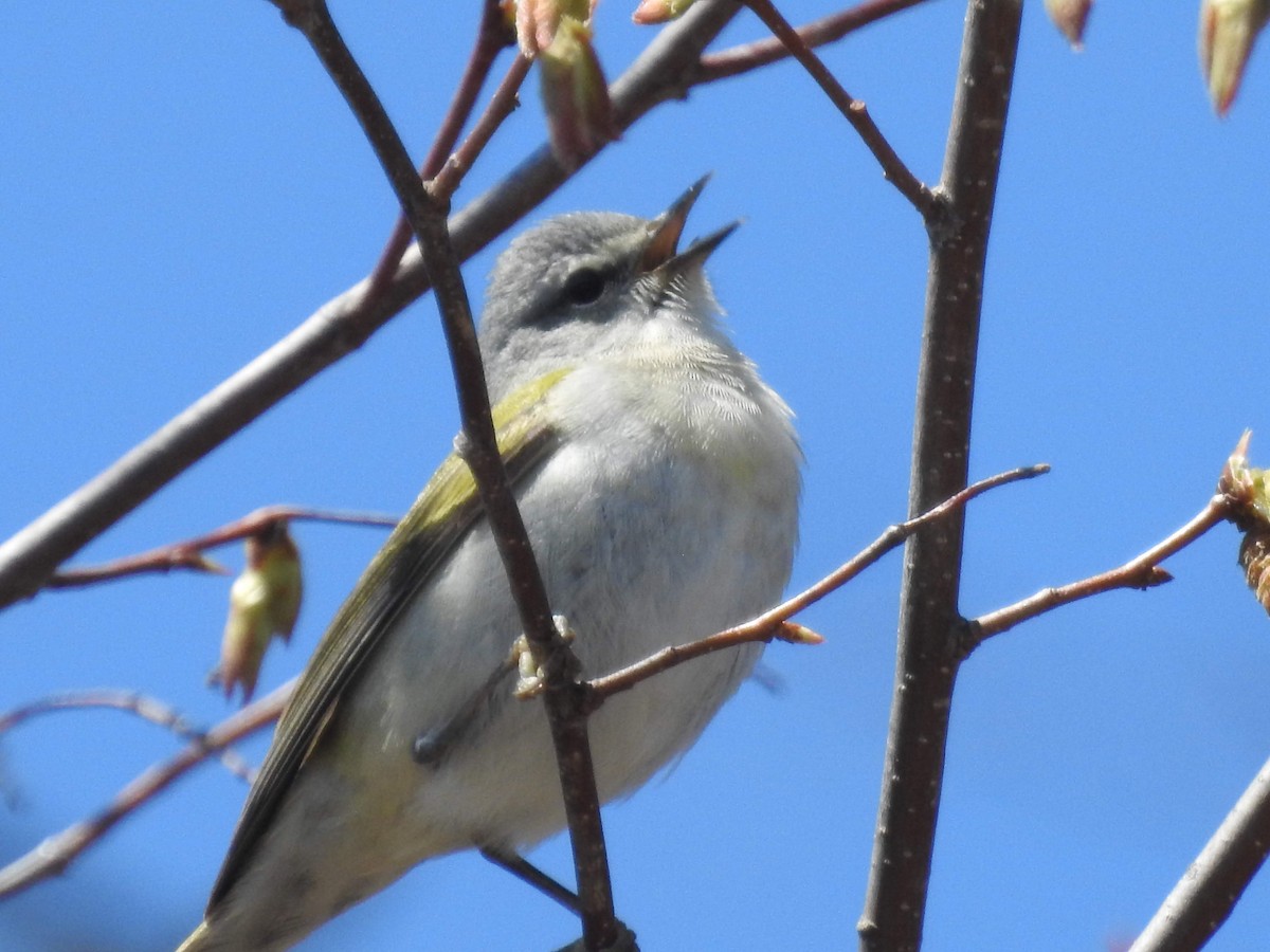 Tennessee Warbler - ML354146051