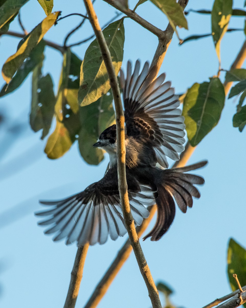 White-naped Xenopsaris - Hank Davis