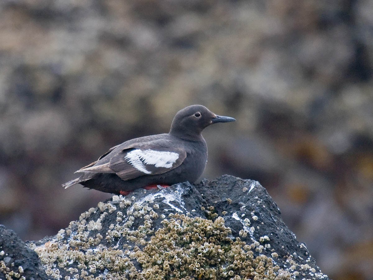 Pigeon Guillemot - ML35414751