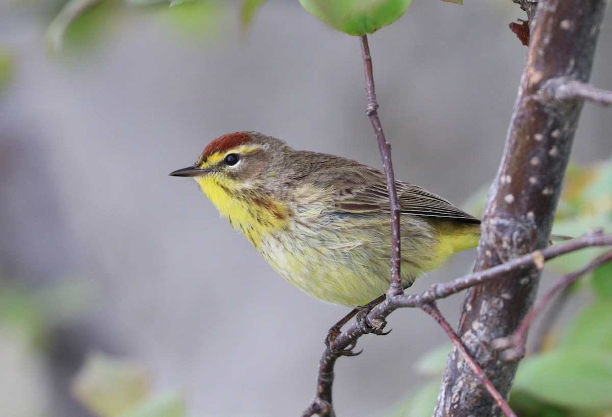 Palm Warbler - ML35414921