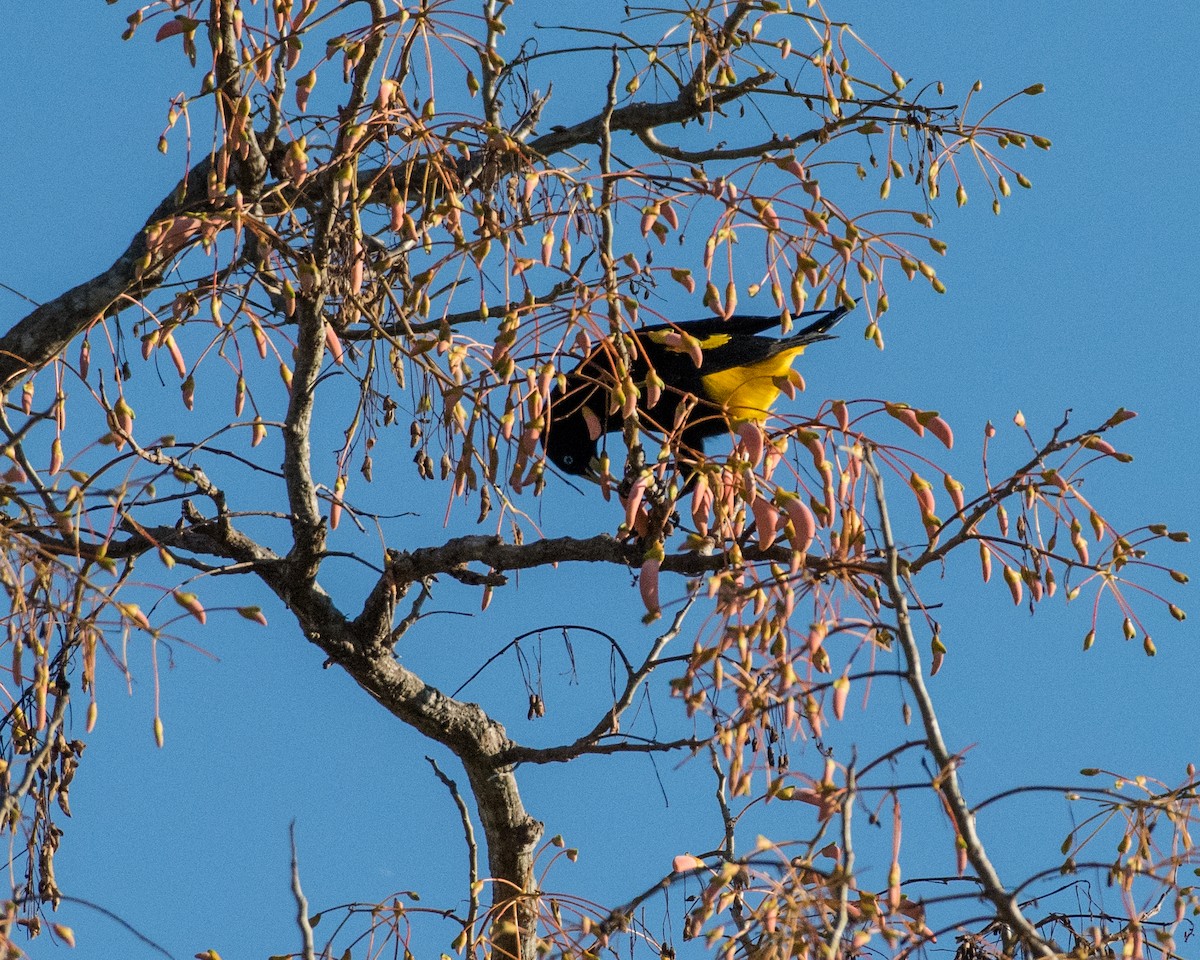 Yellow-rumped Cacique - Hank Davis