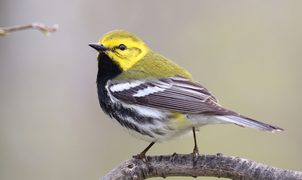 Black-throated Green Warbler - ML35415151