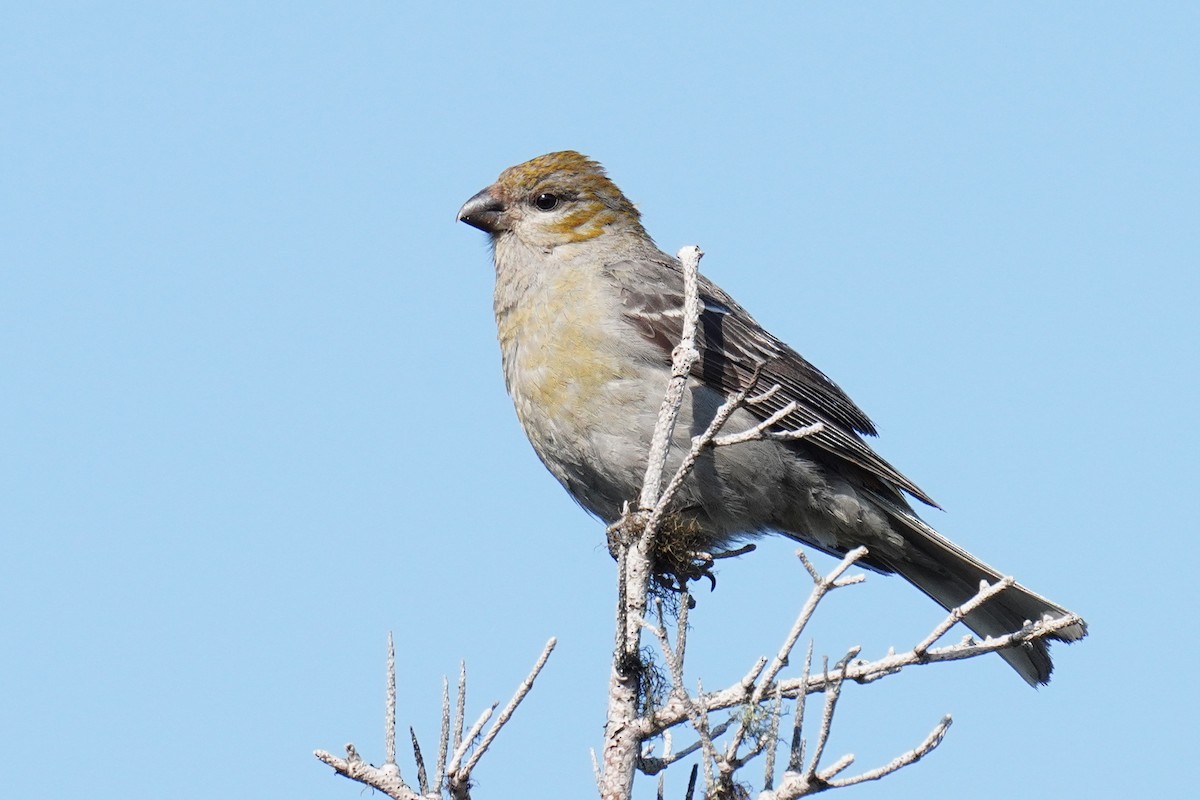 Pine Grosbeak - ML354151781