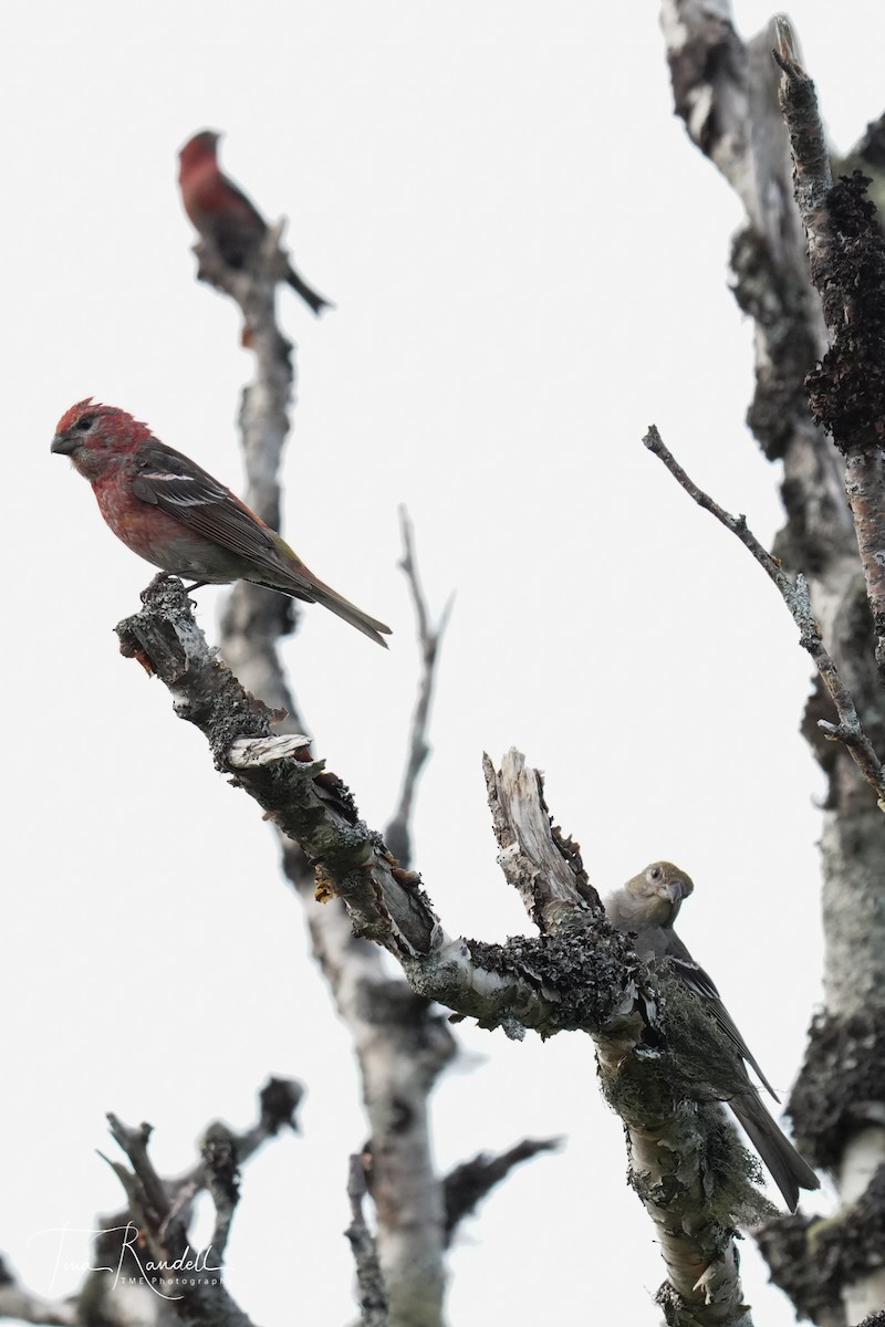 Pine Grosbeak - ML354151791