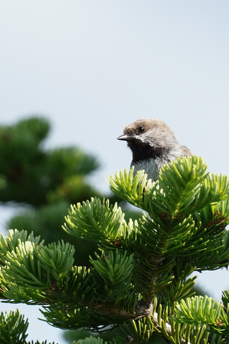 Boreal Chickadee - ML354152361