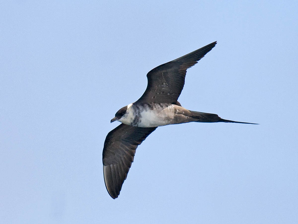 Long-tailed Jaeger - ML35415271