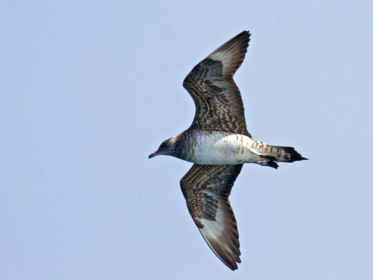 Parasitic Jaeger - ML35415311