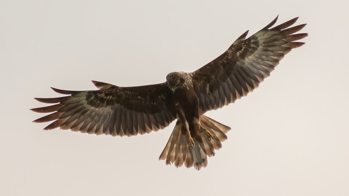 Eastern Marsh Harrier - ML354153371