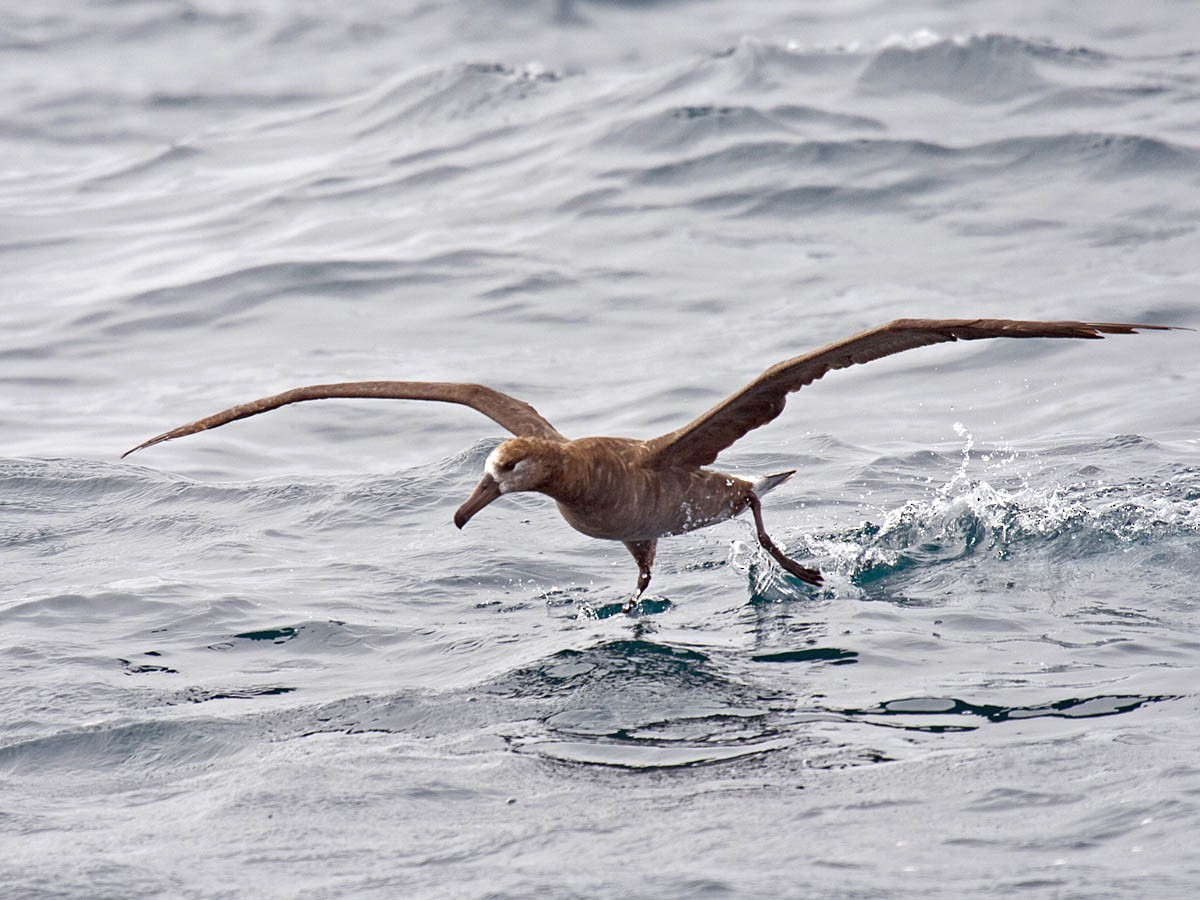 Black-footed Albatross - ML35415361