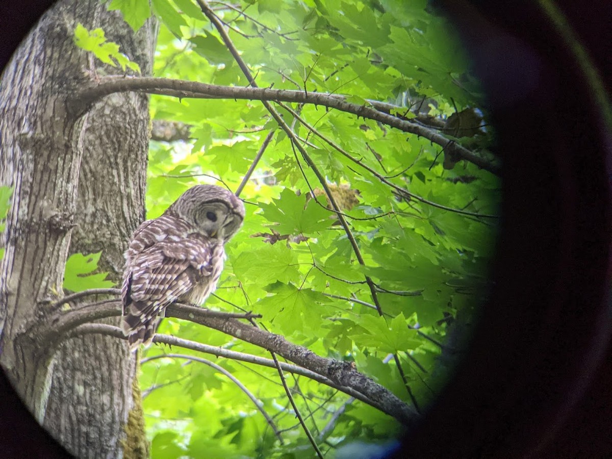 Barred Owl - ML354154871