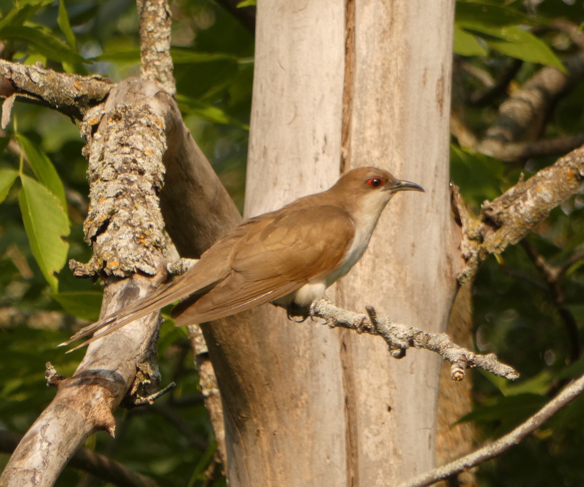 Black-billed Cuckoo - Susan Black