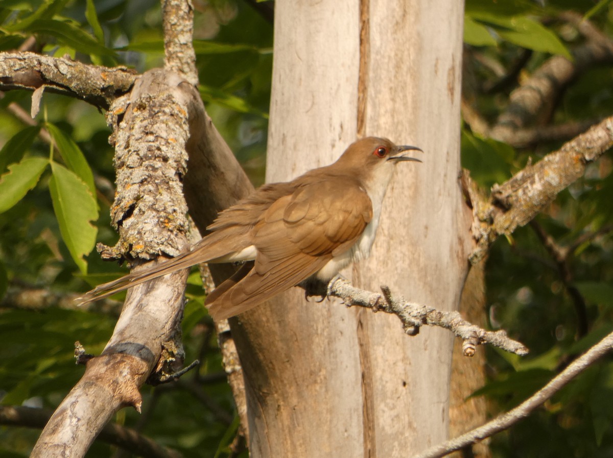 Black-billed Cuckoo - ML354156831