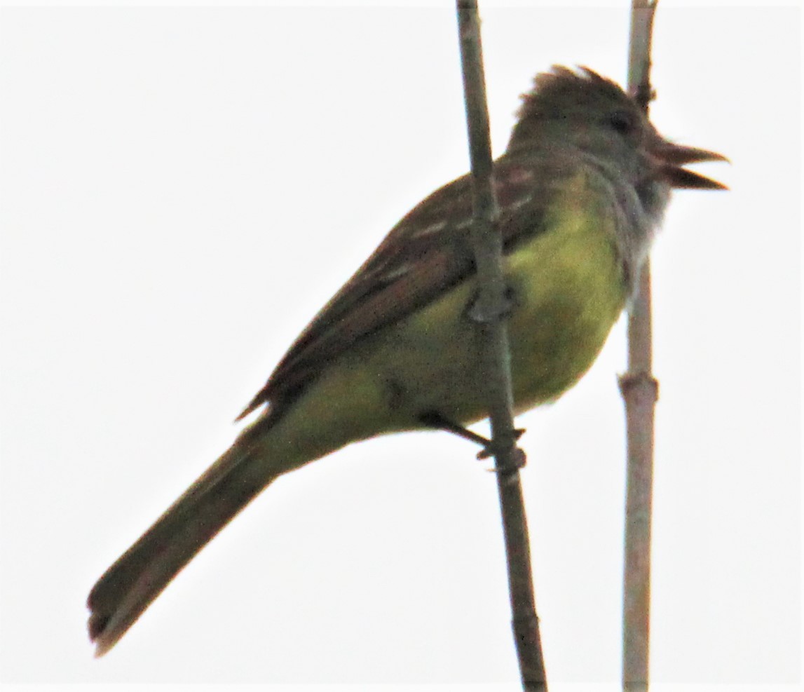 Great Crested Flycatcher - ML354158561