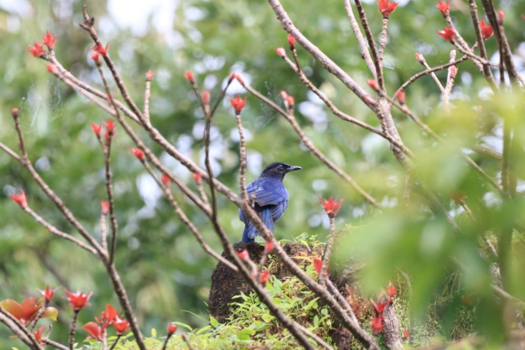 Malabar Whistling-Thrush - ML354158591