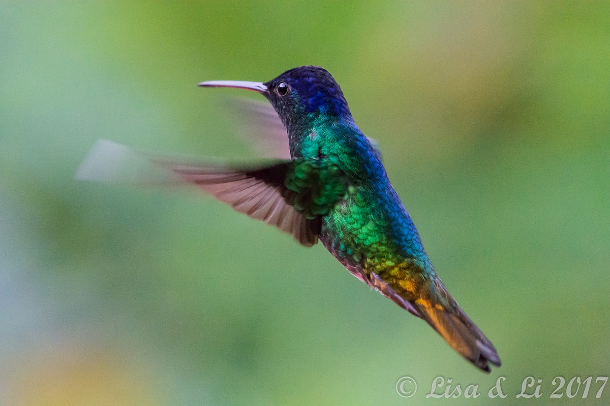 Golden-tailed Sapphire - ML354158611