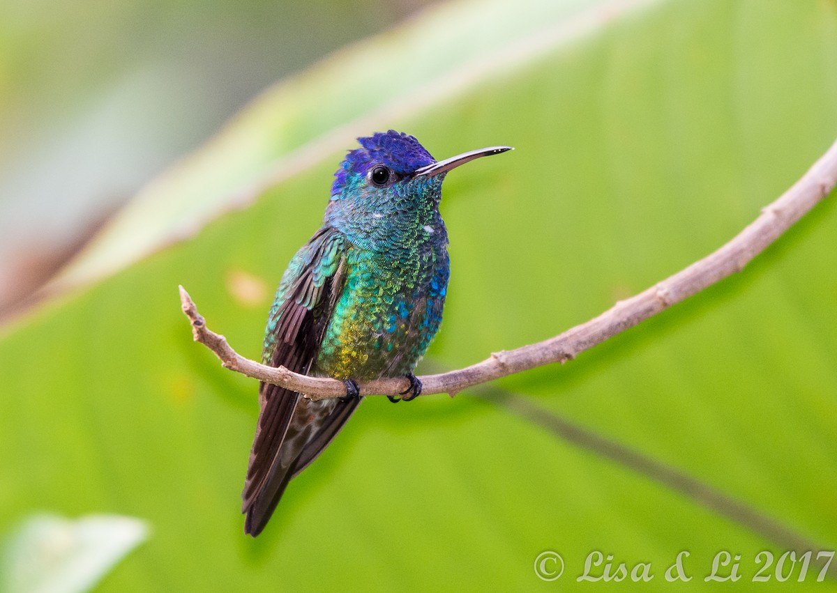 hvithakekolibri - ML354159671
