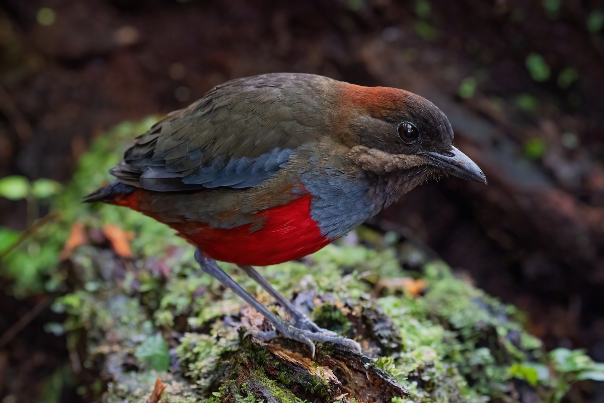 Whiskered Pitta - ML354160771