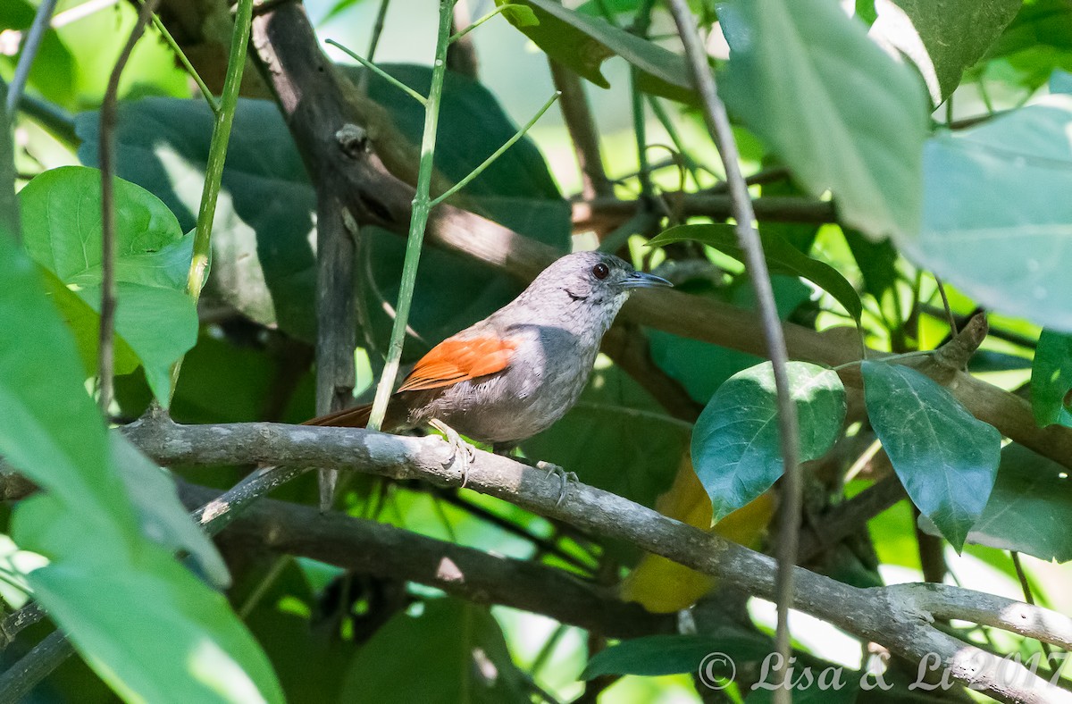 Plain-crowned Spinetail - Lisa & Li Li