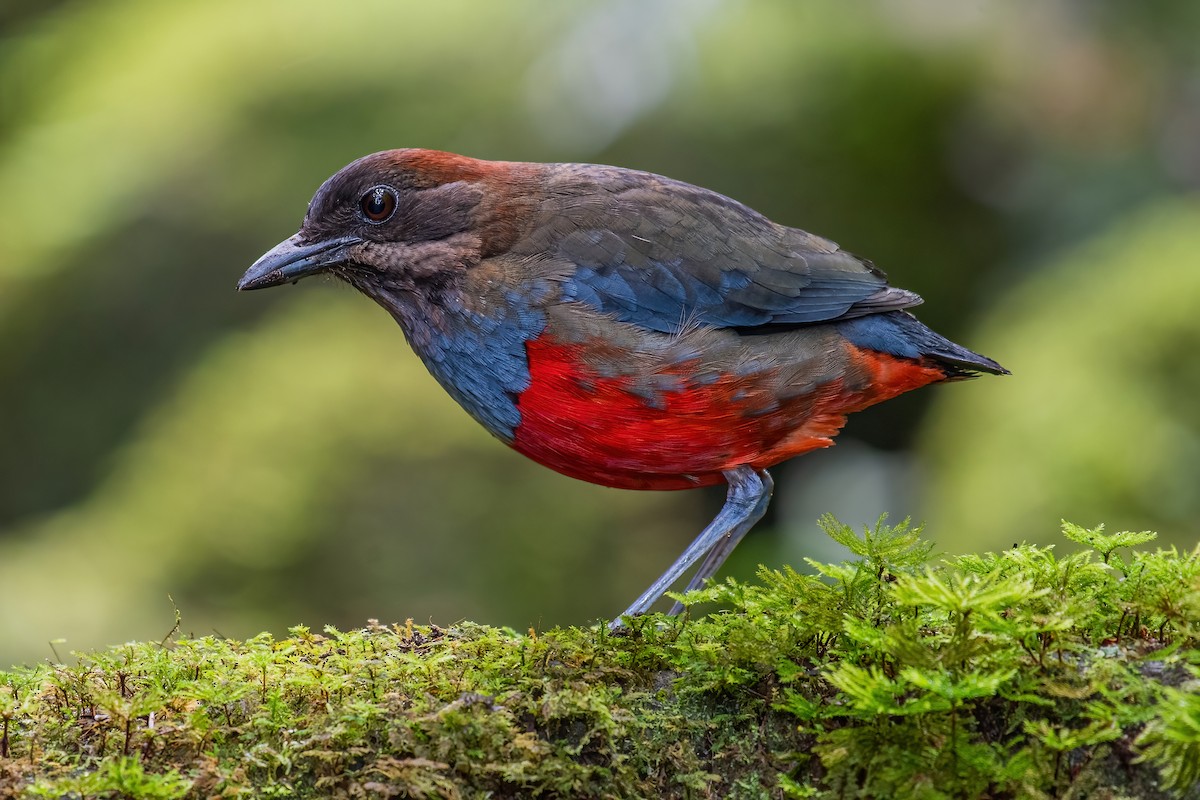 Whiskered Pitta - ML354161441