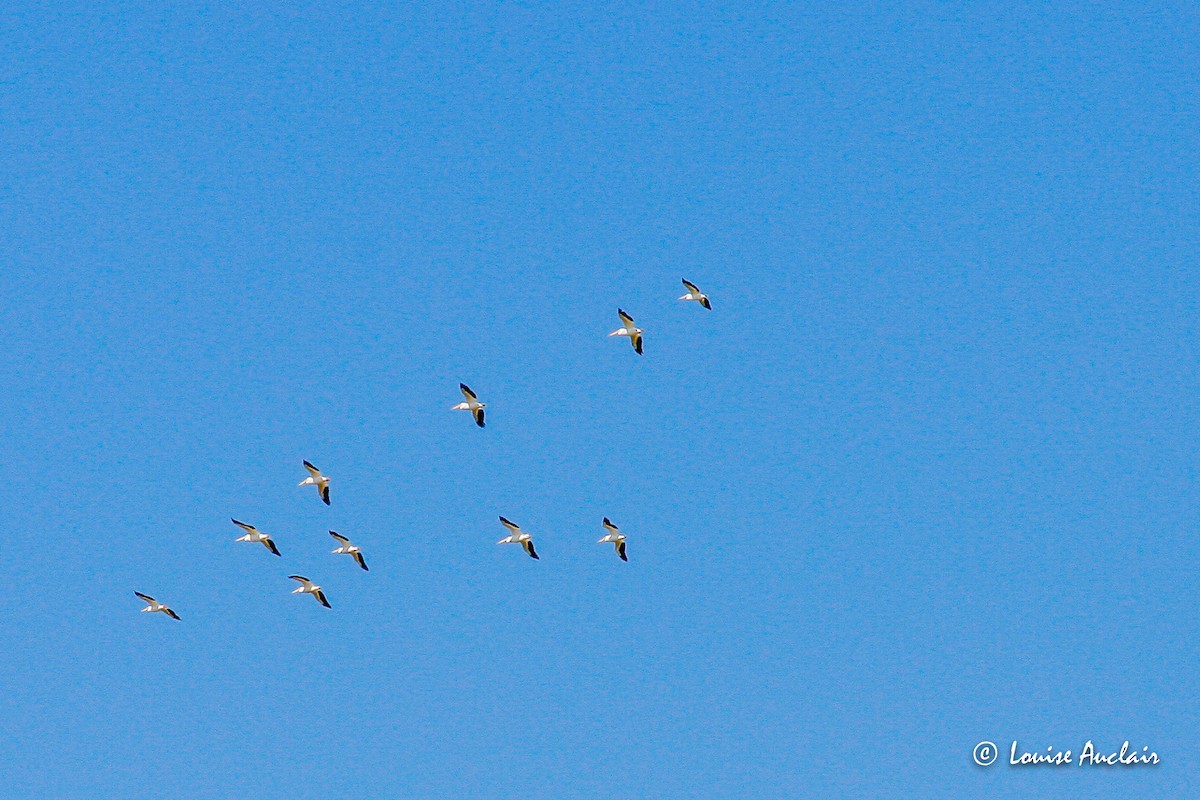 pelikán severoamerický - ML354161631