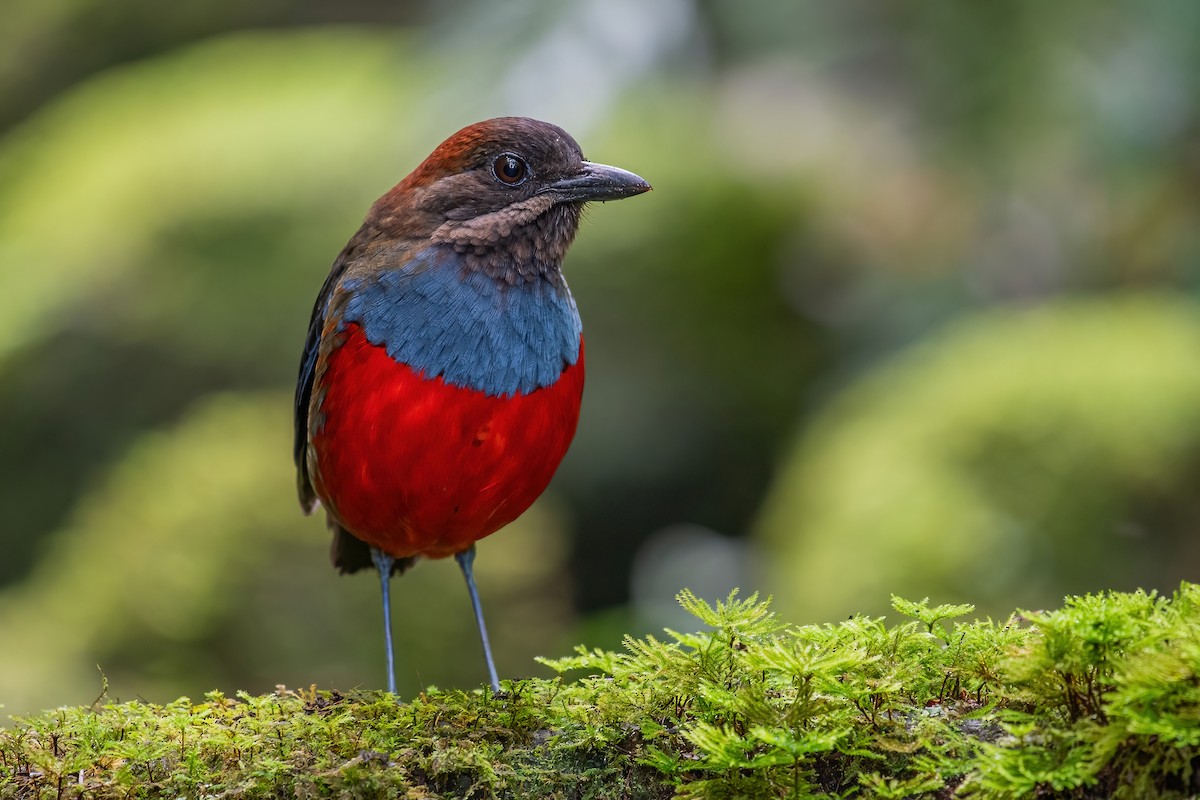 Whiskered Pitta - ML354161651