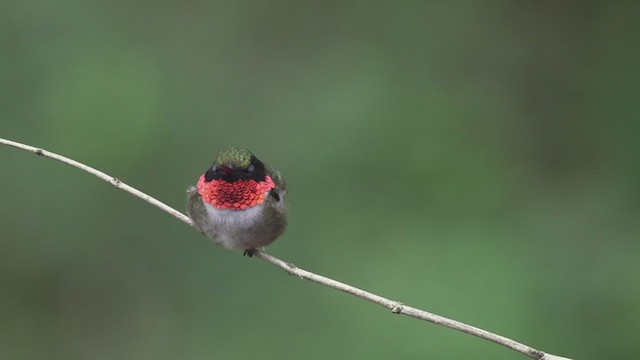 Colibri à gorge rubis - ML354162031