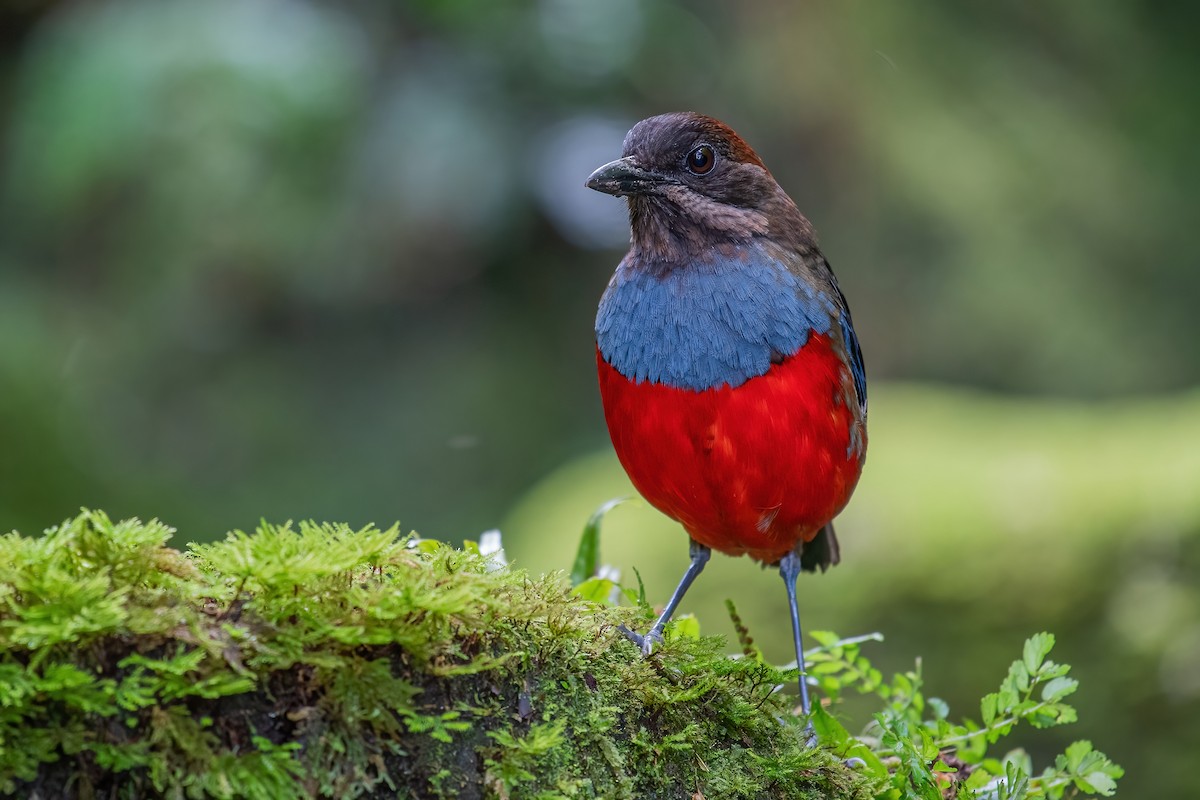 Whiskered Pitta - ML354162431