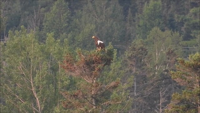 Steller's Sea-Eagle - ML354165771