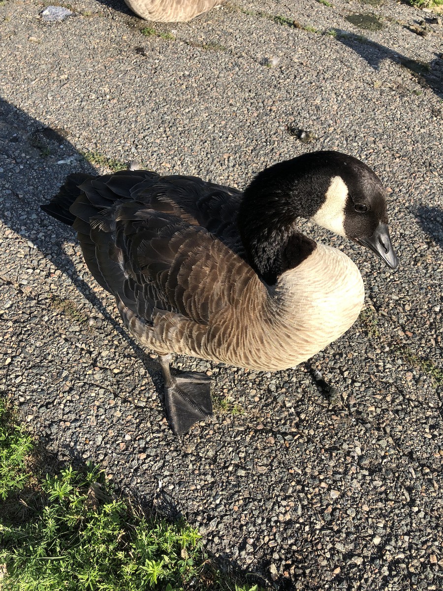 Canada Goose - ML354165791