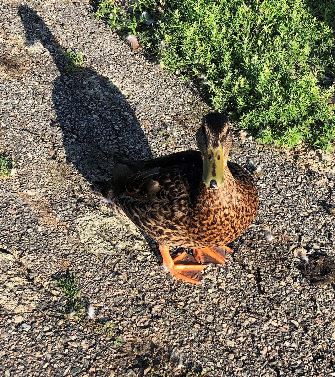 綠頭鴨 - ML354165831