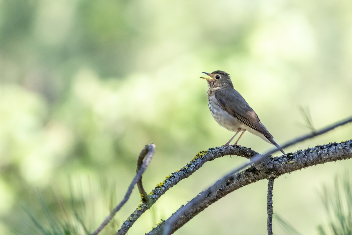 Swainson's Thrush - ML354166311