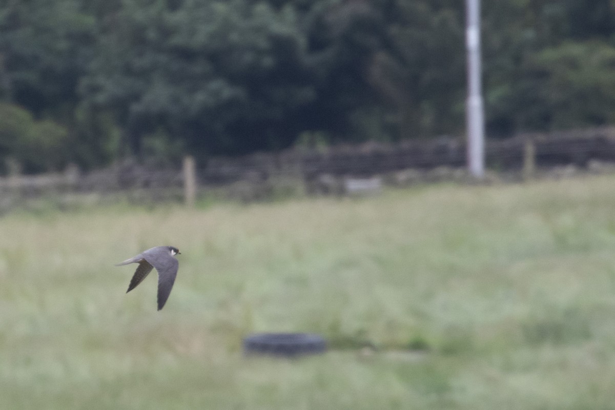 Eurasian Hobby - ML354167021