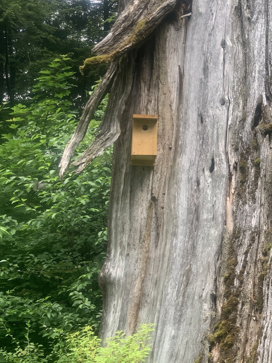 Chestnut-backed Chickadee - Andrew Piston