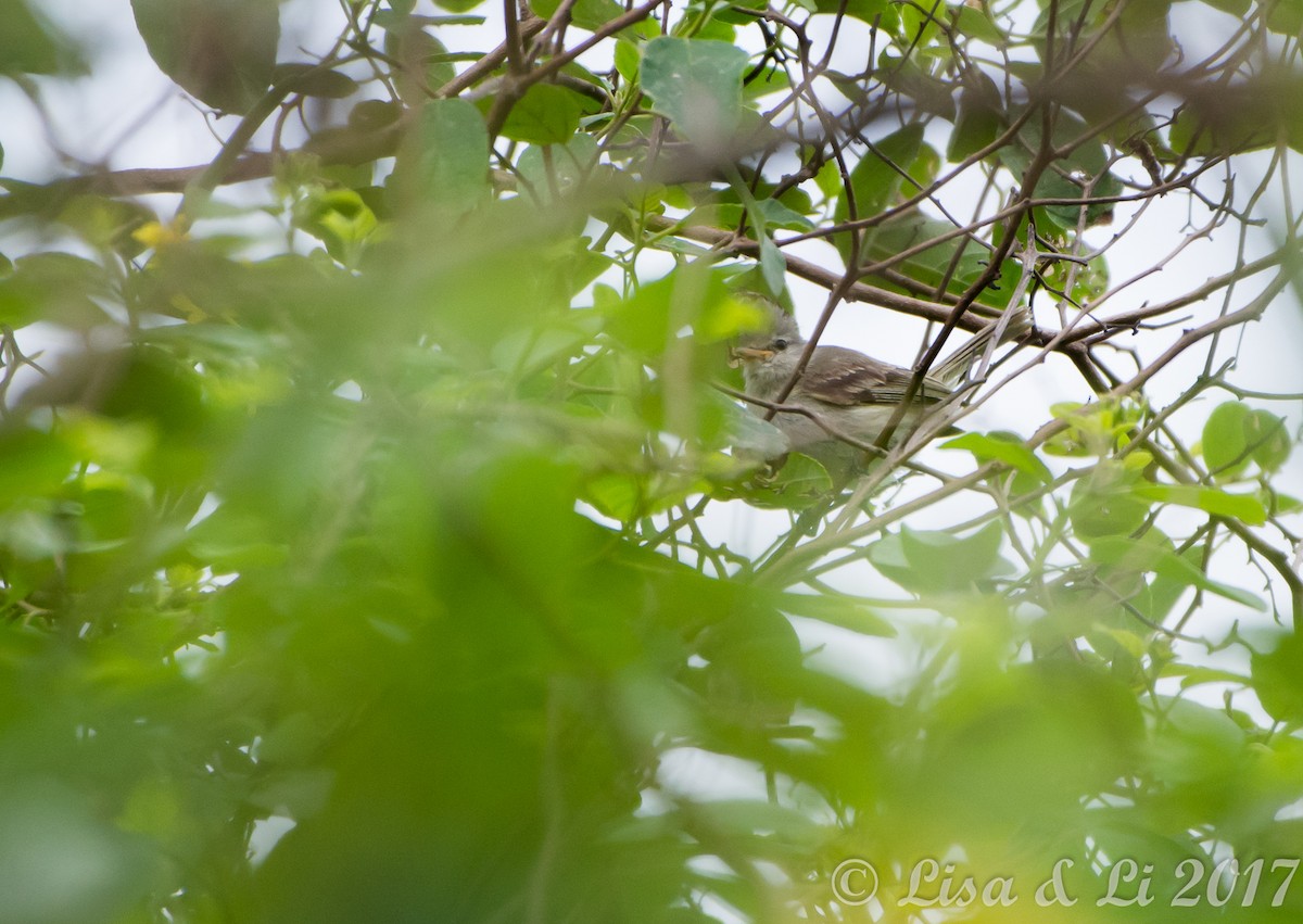 White-winged Becard - ML354167961