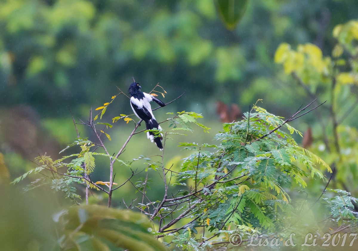 Magpie Tanager - ML354168851