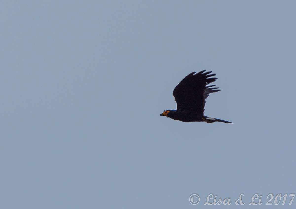 Black Caracara - ML354168921